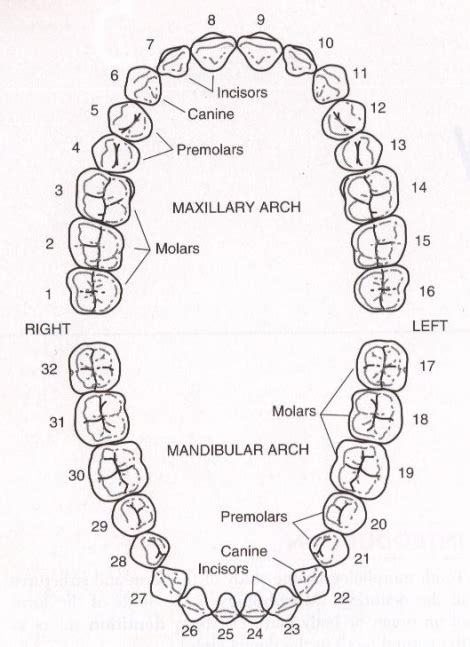 Maybe you would like to learn more about one of these? What tooth number is this tooth?