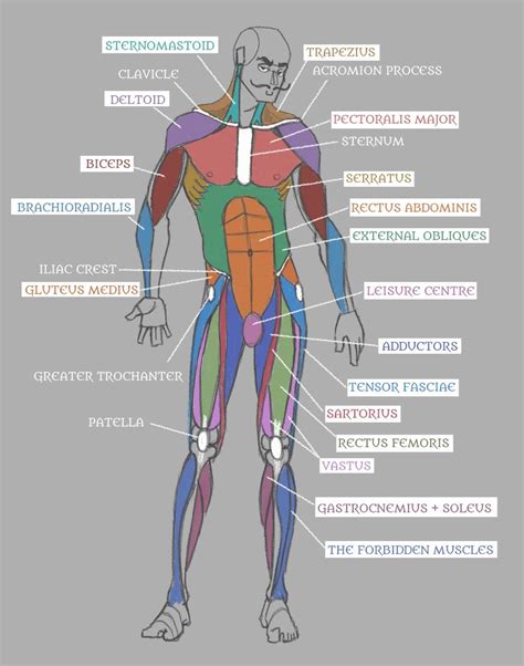 Muscle anatomy leg diagram human anatomy leg muscles. Human Leg Muscles Diagram - leg muscles diagram - Free ...