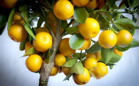 How To Grow Citrus Trees Suttons Gardening Grow How