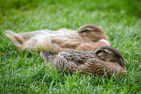 Sleeping Ducks Stock Image Image Of African Africa 78379379