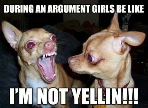 Chihuahuas :) | Funny pictures, Funny, Funny pictures with captions