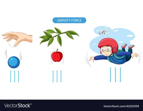 Gravity Force Experiment Example Royalty Free Vector Image