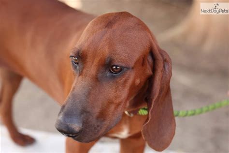 Molly Redbone Coonhound Puppy For Sale Near Bakersfield California