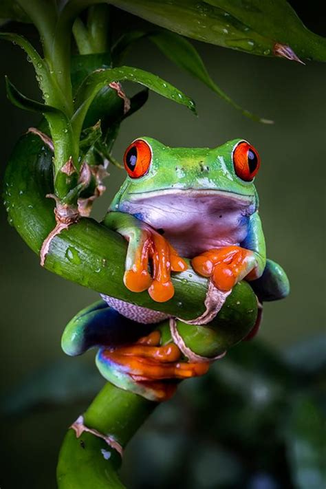 Red Eyed Tree Frog By Chris Wallace 500px Tree Frogs Red Eyed Tree