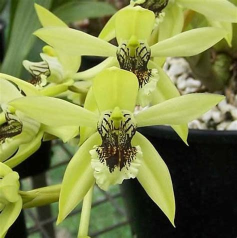Check spelling or type a new query. Coelogyne Mayeriana x Coelogyne Pandurata | Plantas ...