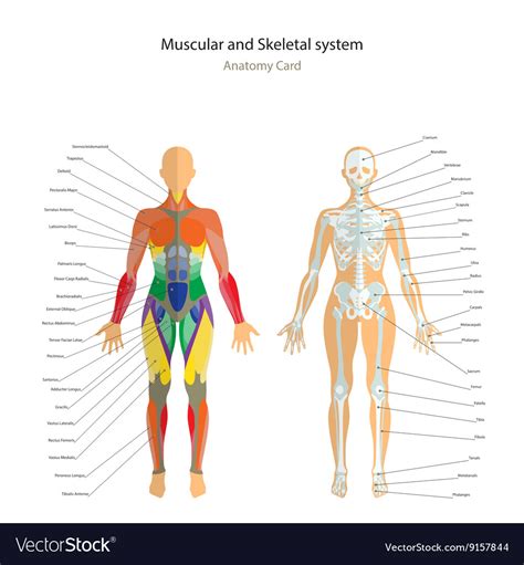 Anatomy Guide Female Skeleton And Muscles Map Vector Image