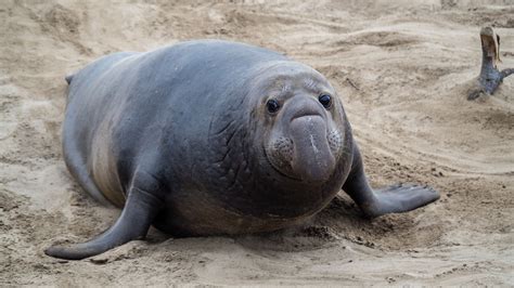 Elephant Seal Fact Sheet | Blog | Nature | PBS
