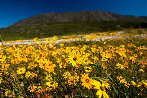 South africa's latitude and longitude is 29° 00' s and 24° 00' e. Chasing Elusive Flowers in South Africa - The New York Times