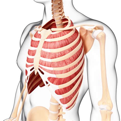 Human Anatomy Rib Cage Muscles Intercostal Muscles Anatomy Stock The