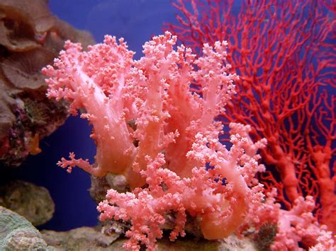 Pink Coral H2oplus Coral Reef Photography Coral Decor Coral Reef