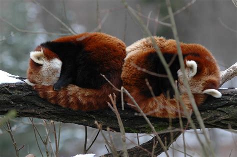 Red Pandas In Winter Sleeping Red Panda Couple In Liberec Flickr