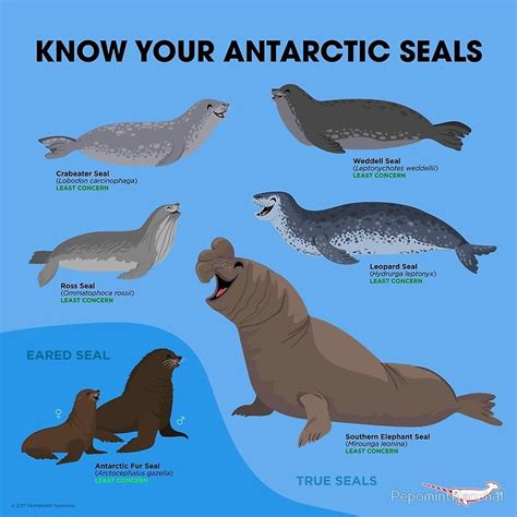 Know Your Antarctic Seals Fun Facts About Animals, Animal Facts