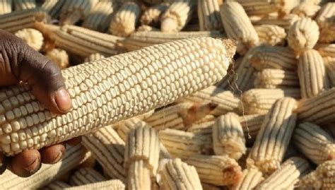 Malawi To Export Surplus Maize Avant Publications