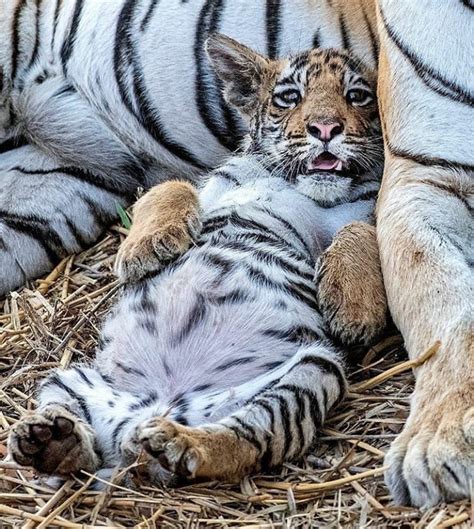 Psbattle Tiger Cub Lying On His Back Rphotoshopbattles