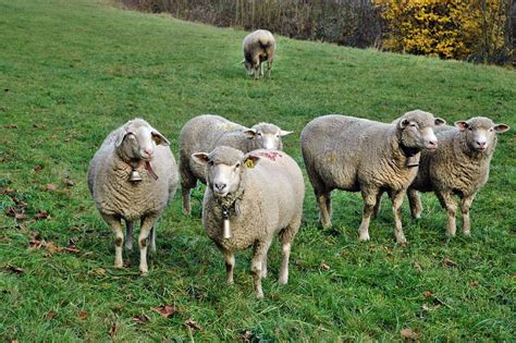 Photo gratuite: Moutons, Troupeau De Moutons - Image ...