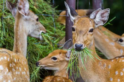 23 Things Deer Like To Eat Most Diet Care And Feeding Tips