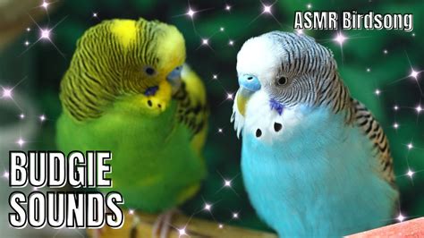 Budgie Sounds Birdsounds Budgies Parakeet Cute Pets Chirping Sing Sound Youtube Yt K