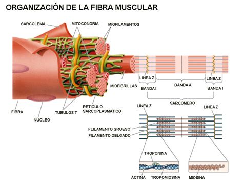 A Celula Muscular Esqueletica Tem Caracteristica Cilindrica