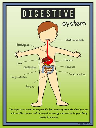 The digestive system is essentially a long, twisting tube that runs from the mouth to the anus, plus a few other organs (like the liver and pancreas) that produce or store digestive chemicals. DIGESTIVE SYSTEM DIAGRAM Poster and activity by hoppytimes ...
