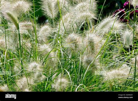 Pennisetum Alopecuroides Hameln High Resolution Stock Photography And