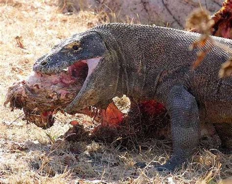 Komodo dragon regurgitates a gastric pellet - Weird Picture Archive