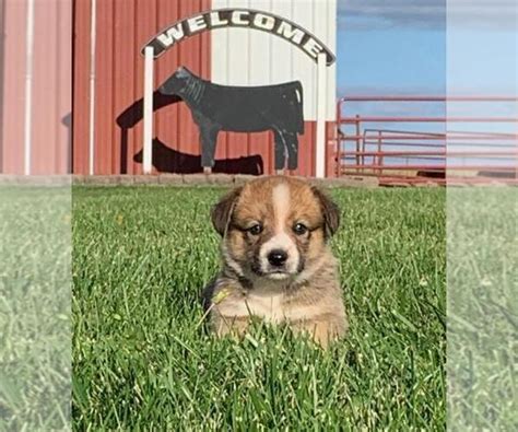 We have been breeding corgis and corgi mixes since 2012, with a focus on always doing whatever is best for the puppies. View Ad: Cowboy Corgi Puppy for Sale near Iowa, WEST POINT ...