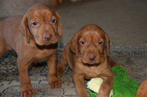 Stop by petland to find your dream puppy today! Stunning Hungarian Wirehaired Vizsla Puppies | Southampton ...