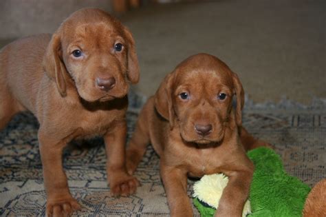 The vizsla breed originates from hungary and were bred by the magyar tribe for hunting, companion dogs of the early warlords and more frequent brushing will be required during seasonal changes. Stunning Hungarian Wirehaired Vizsla Puppies | Southampton ...