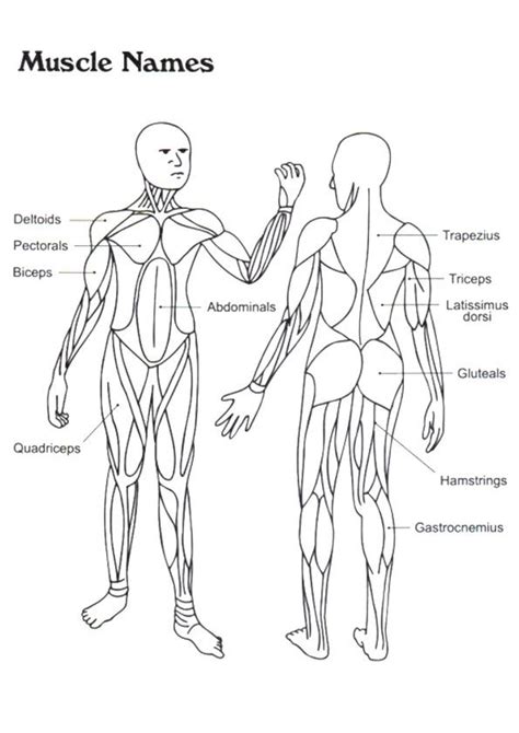 Note that some muscles listed above are identified as 'deep muscle', which may explain why they are difficult to find on diagrams of superficial muscles. Diagram Of Body Muscles And Names / Muscle diagram female ...