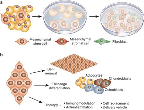 Adipose Tissuederived Mesenchymal Stem Cells A Fat Chance Of Curing