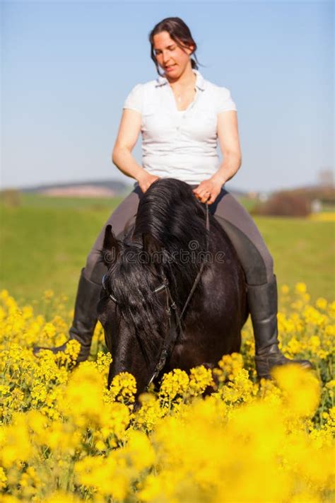 Woman Riding A Friesian Horse Stock Photo Image Of Field Outdoor