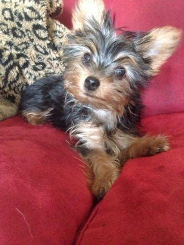 You will get high quality and standardized puppies here. Yorkie female puppies! Sm & Teacup. for Sale in Palatka ...