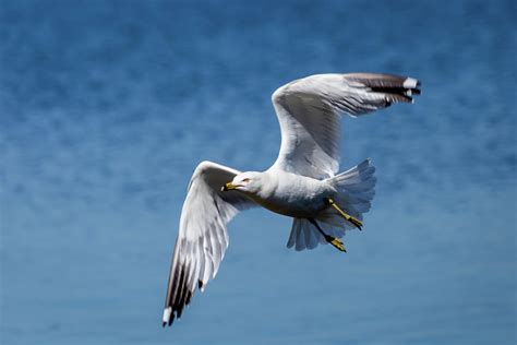 Seagull In Flight Photograph By Sauravphoto Online Store Fine Art America