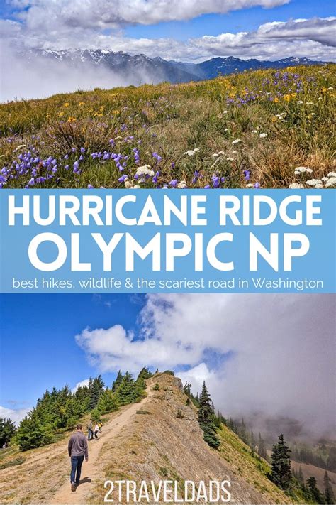 Hiking Hurricane Ridge In Olympic National Park Wildlife And Beautiful