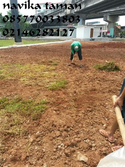 .pembuatan taman • jasa pasang rumput taman • jasa desain taman • jasa renovasi taman • jasa perawatan taman • jasa rental tanaman hias • jasa rumput taman, tanaman hias, pohon pelindung / peneduh, pohon bambu jepang siap tanam dan juga jasa pasang, siap langsung kirim ke. JASA TUKANG TAMAN | JASA PASANG RUMPUT | JASA RENOVASI ...