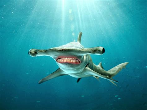 Sharks With Human Teeth Is The Greatest Thing Ever
