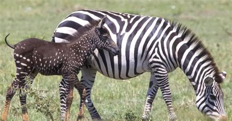 This Adorably Rare Baby Zebra Was Born With Polka Dots Instead Of