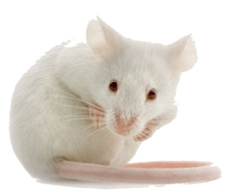 Mouse Png Images Transparent Background Png Play