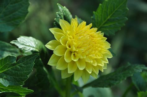 Nature Flowers Dahlias Yellow Flowers Wallpapers Hd