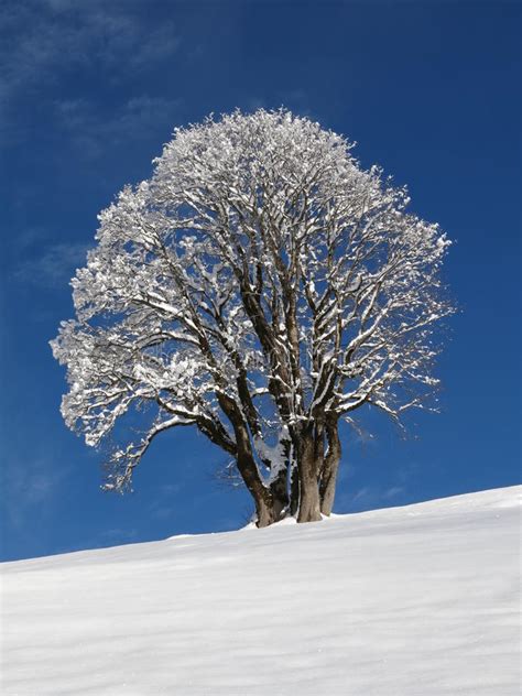 Maple Tree In Winter Stock Photo Image Of Snow January 49181840