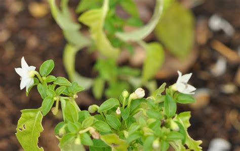 Ein garten erblüht, grünt, vergammelt, vergrast, verkommt, verwildert. Wilder Garten: Chemische Verteidigung