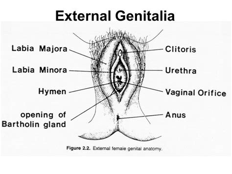 Female Genitalia Diagram Healthiack