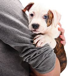 Maybe you would like to learn more about one of these? Chiots a adopter gratuitement - chaton chien à donner