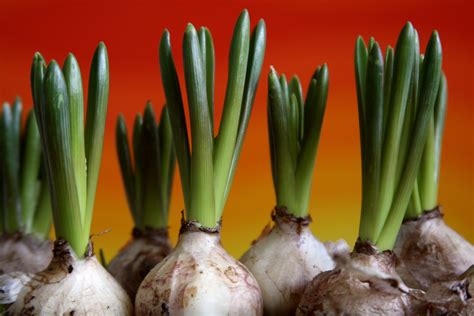 File:Bulbs.jpg - Wikimedia Commons