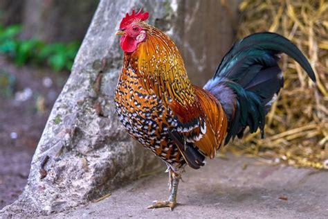 34 bab iv pembahasan a. Seorang Polisi Terbunuh oleh Seekor Ayam dalam Penggerebekan di Filipina