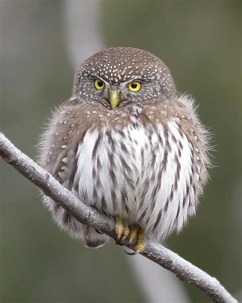 Birdseye Photography Photography By Nathan Kohler Owl Photos Owl