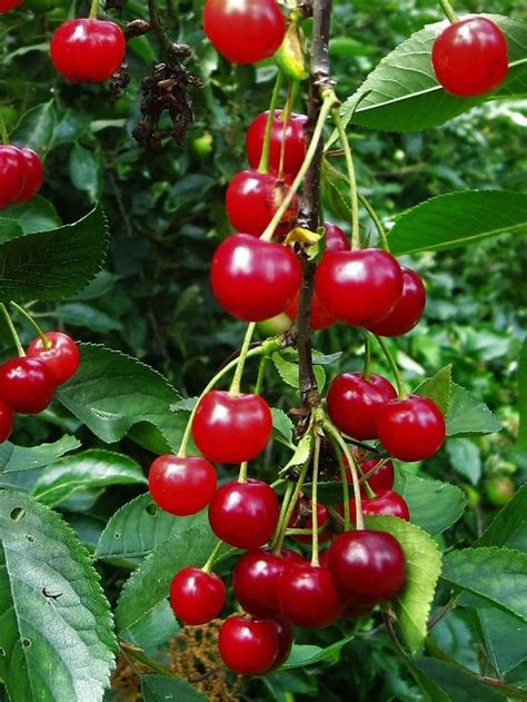 Montmorency Sour Cherry Tree Bare Root For Sale Sour Cherry Organic Seeds