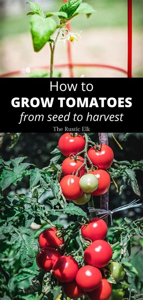 How To Grow Tomatoes A Complete Guide Tomato Container Gardening