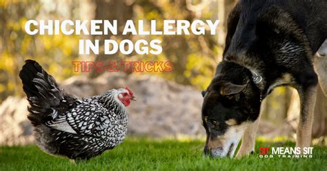 Chicken Allergy In Dogs Tips And Tricks Sit Means Sit