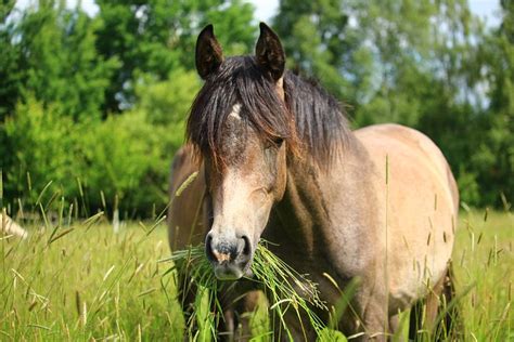 What Do Horses Eat A Few Facts On Horse Feeding Prime Stables